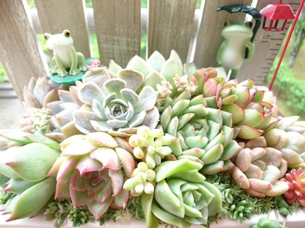 バルコニー/ベランダの画像 by ハニーさん | バルコニー/ベランダと多肉植物とよせ植えとみどりのある暮らしと雨に輝くと多肉大好きと嫁も多肉とGS映えとGS日和とベランダガーデンと植欲とlier苗と植中毒と緑のある暮らしと多肉女子とタニラーと200万枚記念!テーマ別記念フォトコンテストとナチュラルスタイルと花のある暮らしと多肉初心者とバルコニスト
