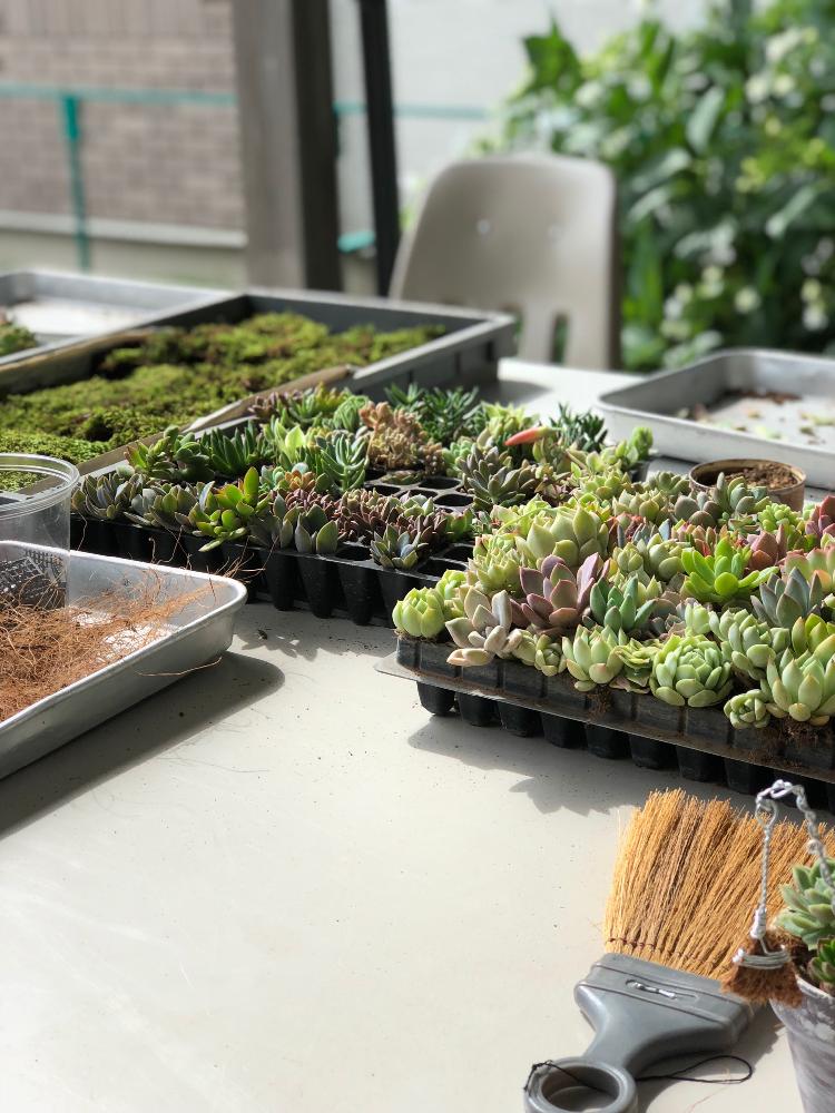 の画像 by iroさん | 多肉植物とウッドデッキと多肉植物寄せ植えと新潟タニラーと多肉ワークショップとタニラーと色+と花のある暮らしとタニク初心者とワークショップ と多肉初心者