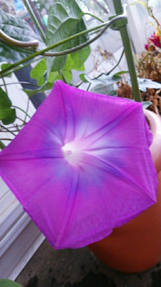 の画像 by うたこさん | 雨に輝くと咲きましたとGS日和と花のある暮らしとお花とお花好きとアサガオ♡