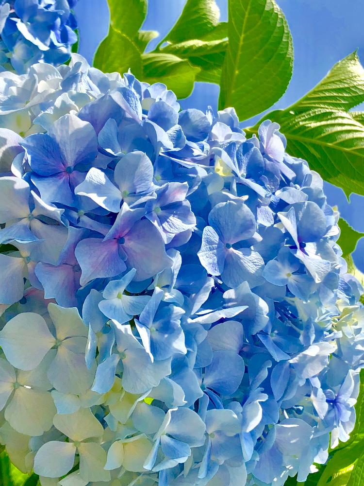 お出かけ先の画像 by たえたえさん | お出かけ先とGS映えとGS日和と植中毒とアジサイ 紫陽花と花のある暮らしと青空の下