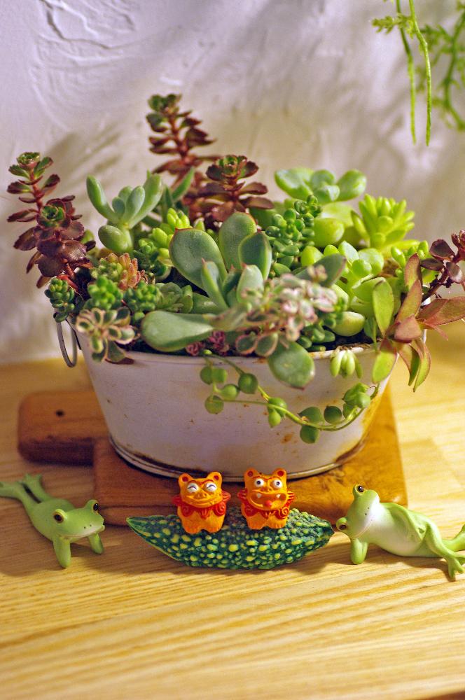 棚の画像 by ミサキさん | 棚とセダム属と多肉植物とNO GREEN NO LIFEとグリーンのある暮らしとコポーとカエルのコポーと寄せ植えとシーサー祭と植中毒と多肉植物とサボテンとタニラーと200万枚記念!テーマ別記念フォトコンテストと花のある暮らしと多肉初心者