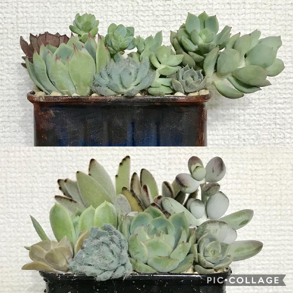 棚の画像 by いち.ichiさん | 棚と多肉寄せ植えと多肉植物と挿し穂とカット苗