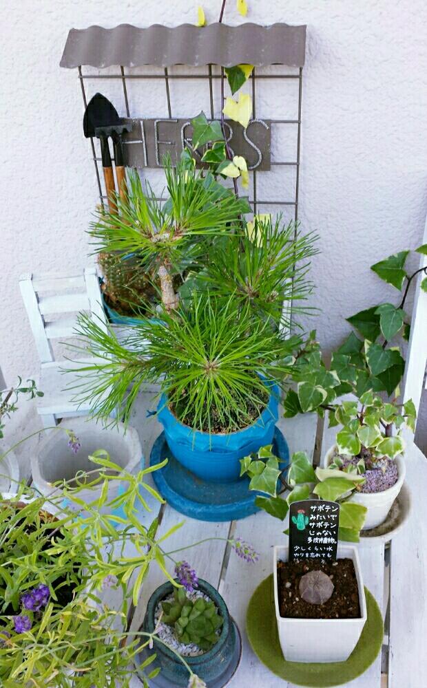 バルコニー/ベランダの画像 by kappy*さん | バルコニー/ベランダと松ぼっくり盆栽と植物のある暮らしとベランダガーデニングとベランダガーデンとベランダー