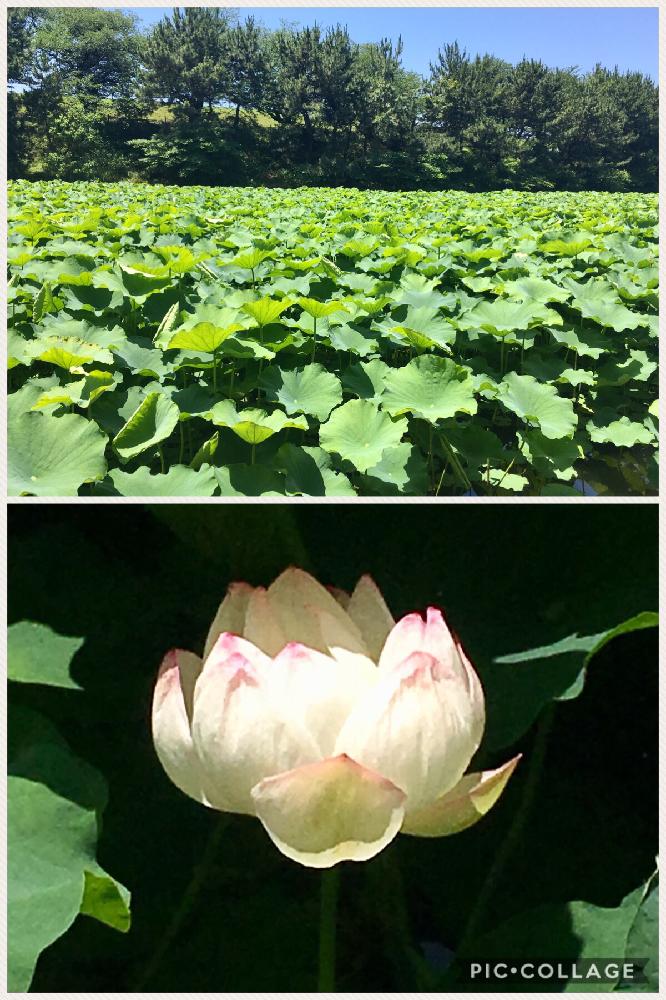 お出かけ先の画像 by chobiさん | お出かけ先と蓮のある風景と睡蓮の花とタニラーと花のある暮らしとバルコニスト