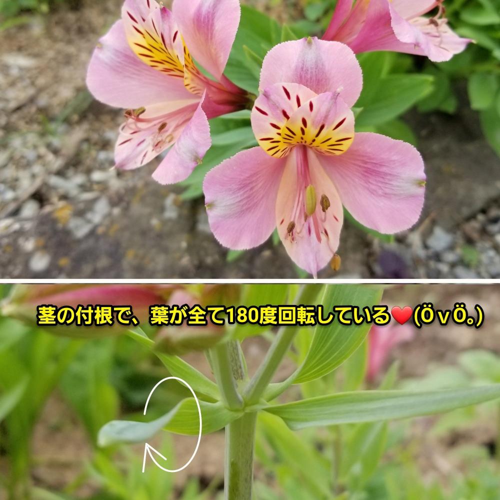 畑の画像 by 彰さん | 畑とアルストロメリアと姫路市と6月中旬