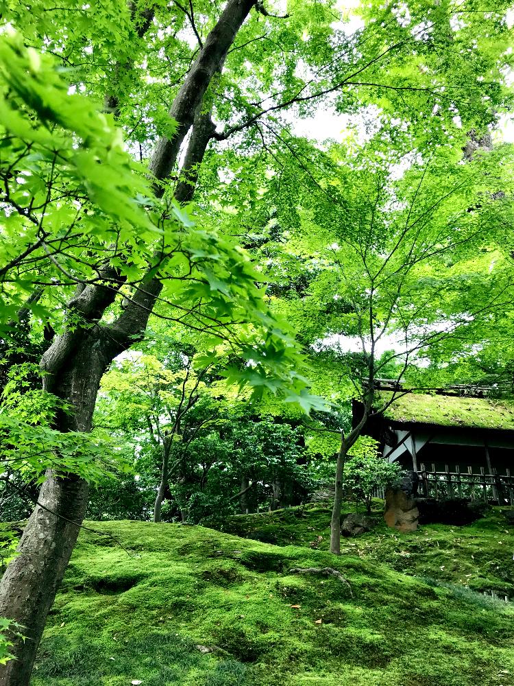 お出かけ先の画像 by miyuさん | お出かけ先とコケ植物と日本庭園とお写ん歩