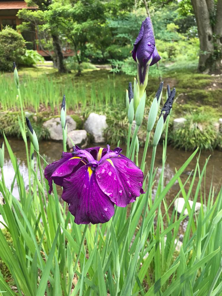 お出かけ先の画像 by miyuさん | お出かけ先と日本庭園とお写ん歩とアヤメ科
