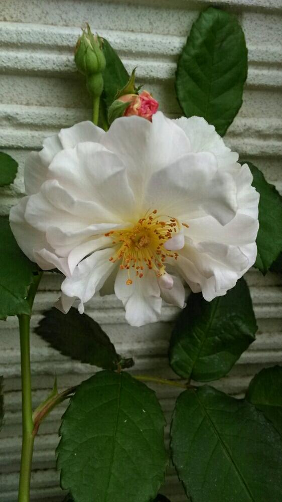 玄関の画像 by まさこさん | 玄関とペネロペと薔薇 ペネロペとバラを楽しむと咲いた!