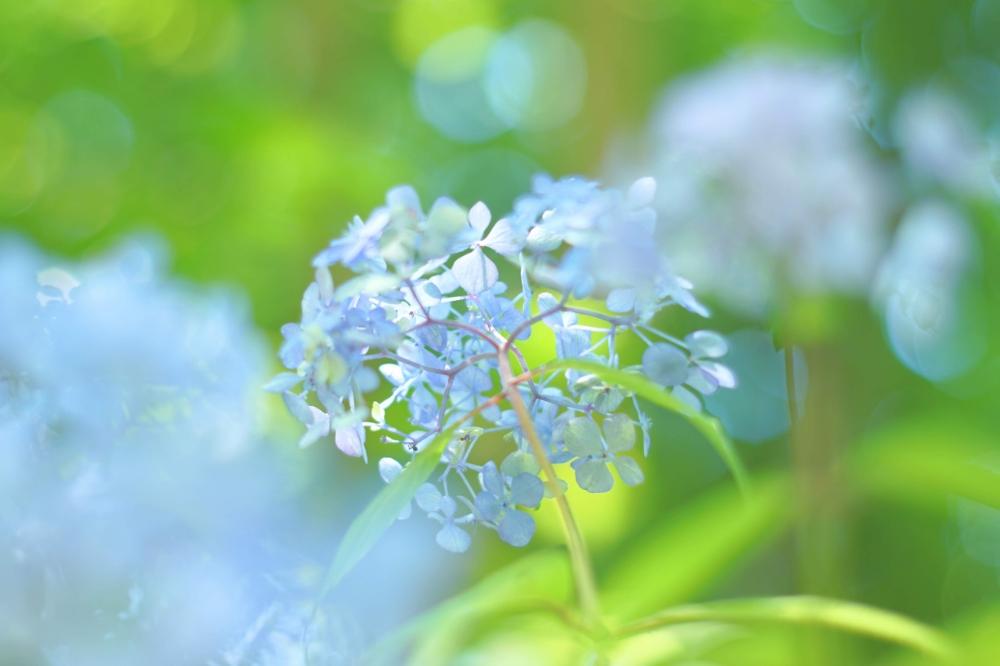 お出かけ先の画像 by ゆーのさん | お出かけ先とアジサイと色が素敵と心落ち着くとオールドレンズとGS映えと紫陽花 アジサイ あじさいとマクロ撮影と今日の一枚と優しい色の花と下から見た植物と花のある暮らしと『あじさい2018』コンテストとお花といやされると写真好きな人と繋がりたい