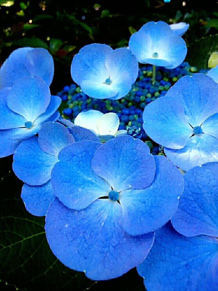 お出かけ先の画像 by ま~さん | お出かけ先と花のある暮らしとお花好きと猫大好きと組内の集積所の広い庭