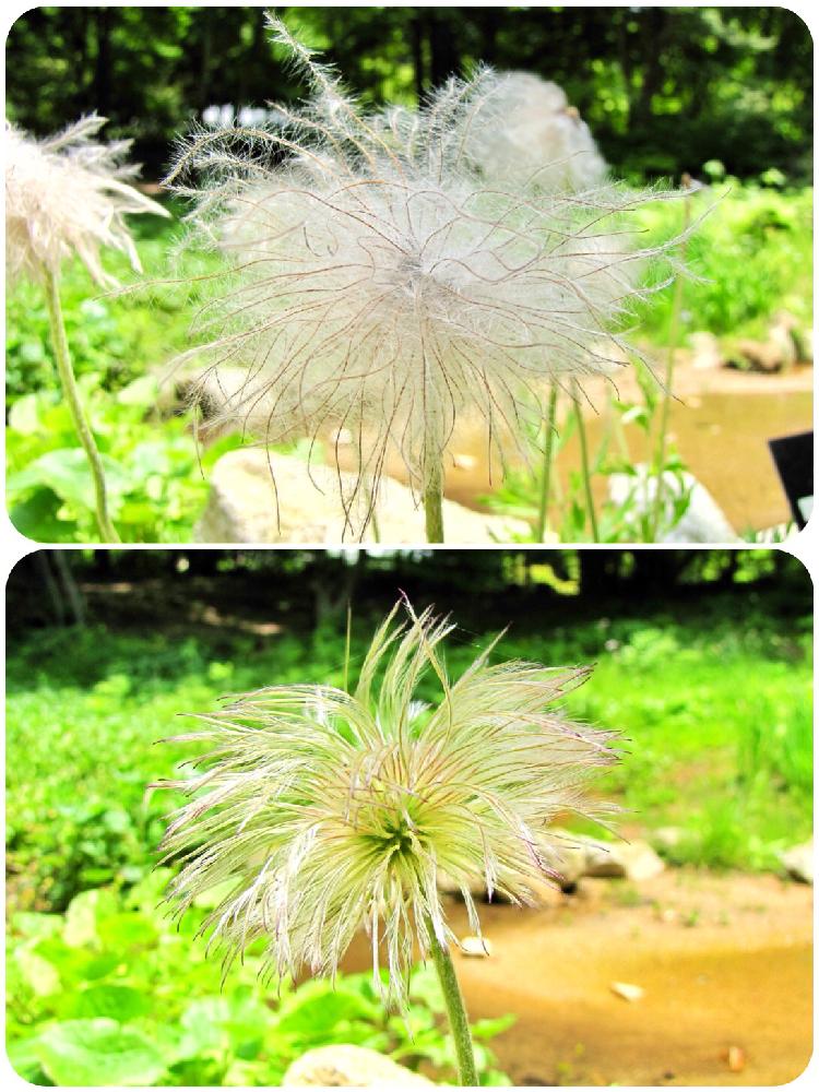 お出かけ先の画像 by PT_yamahiroさん | お出かけ先とオキナグサと花まっぷと六甲高山植物園と山野草と花壇とフラワーとGS映えとGS日和とマクロ撮影と植中毒と花言葉と花好きと花のある暮らしとお花とお花好きと高山植物類