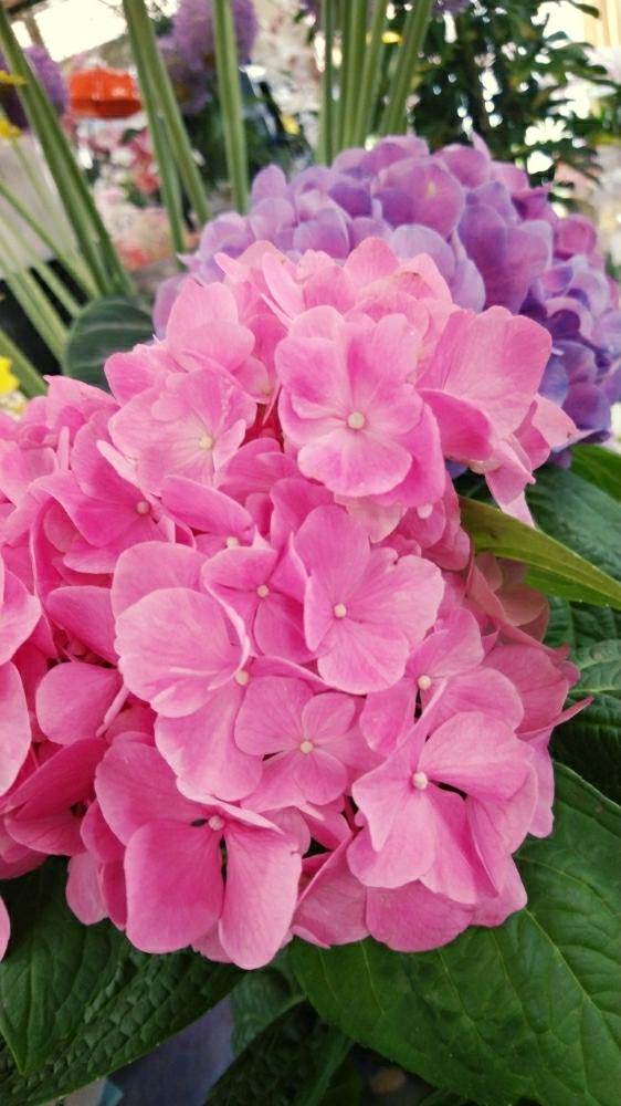 の画像 by うたこさん | 雨に輝くとGS日和と紫陽花 アジサイ あじさいと花のある暮らしとお花