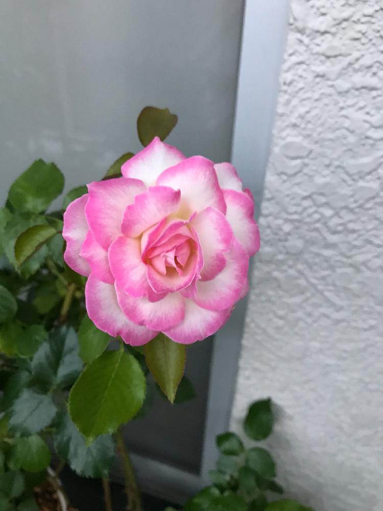 バルコニー/ベランダの画像 by jonaさん | バルコニー/ベランダと薔薇♡と薔薇に魅せられてと今日のバラと花のある暮らしとバラを楽しむとバルコニストと咲いた!