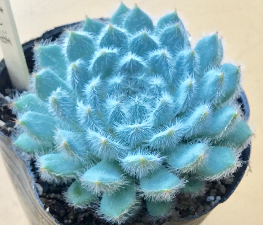 バルコニー/ベランダの画像 by 多肉植物専門店ビスタさん | バルコニー/ベランダと多肉植物と多肉男子と月間優良ショップと観葉植物と通販専門店と雨に輝くとお誘いとGS映えとGS日和と植物男子ベランダーとエケベリア女子と多肉女子とタニラーとガーデニングと花のある暮らしと楽天とドキドキ多肉GOとアウトドアリビングと埼玉県深谷市とバルコニスト