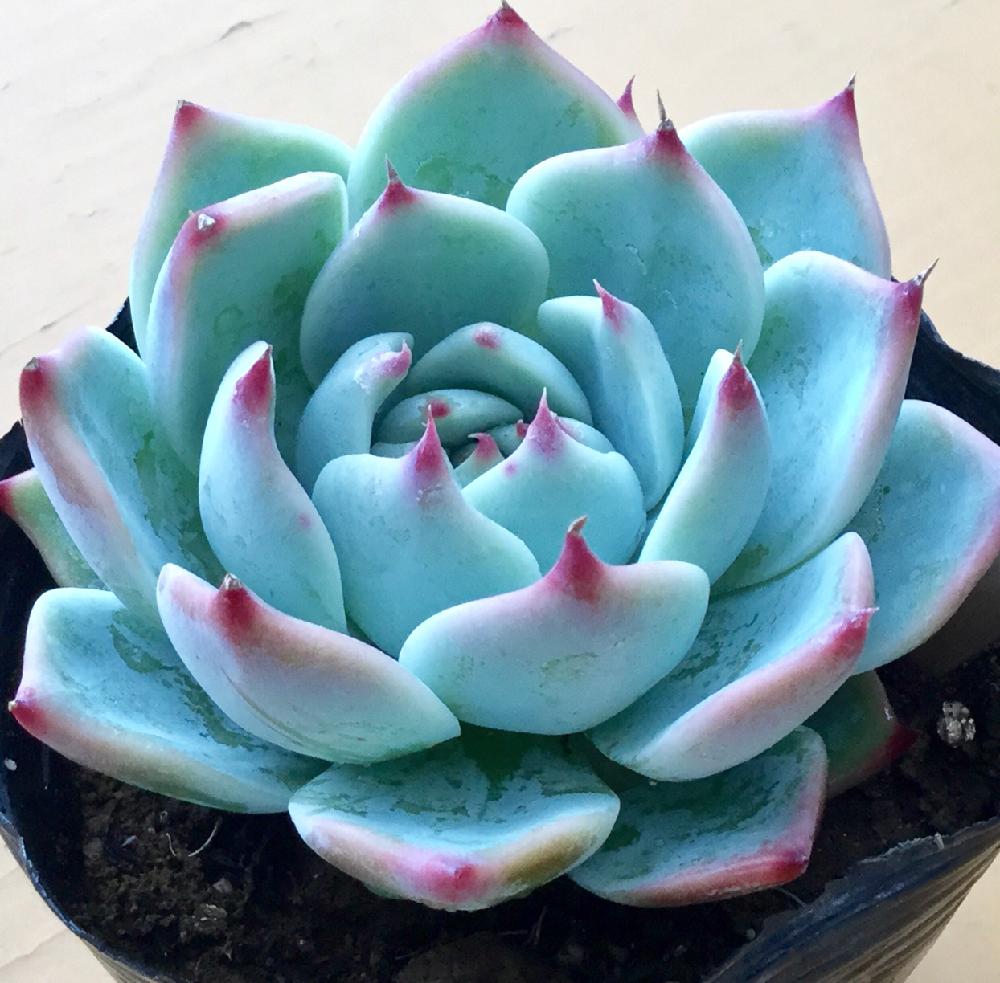 バルコニー/ベランダの画像 by 多肉植物専門店ビスタさん | バルコニー/ベランダと多肉植物と多肉男子と月間優良ショップと観葉植物と通販専門店と雨に輝くとお誘いとGS映えとGS日和と植物男子ベランダーとエケベリア女子と多肉女子とタニラーとガーデニングと花のある暮らしと楽天とドキドキ多肉GOとアウトドアリビングと埼玉県深谷市とバルコニスト