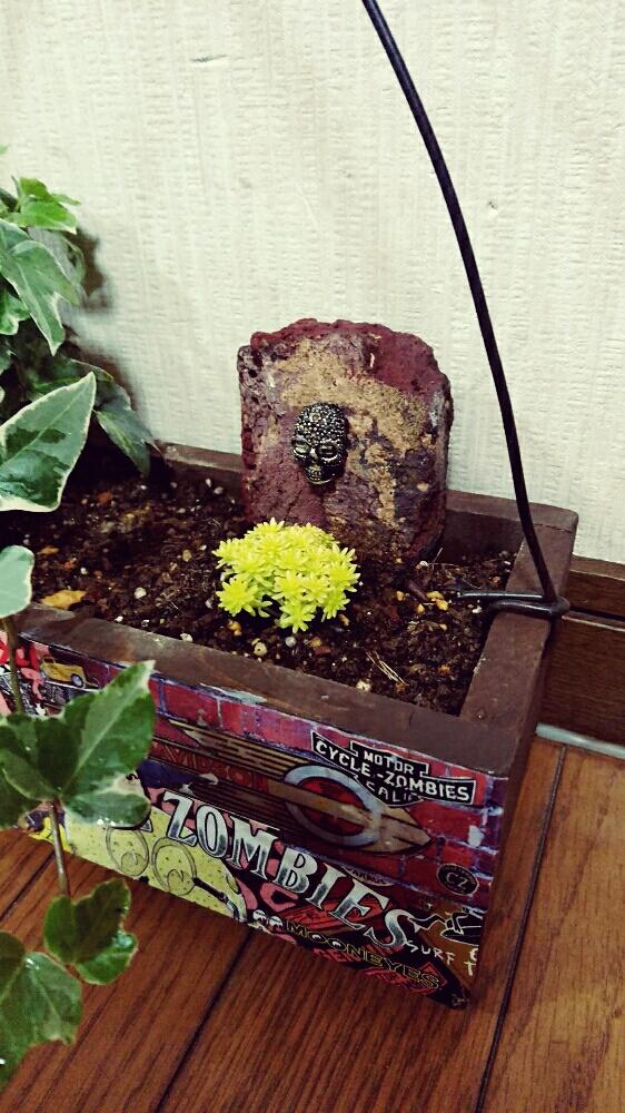 の画像 by ピーコさん | セダム属と多肉植物と可愛いセダムとカッコいいとキラキラ✨とレンガとアイビー❇︎と✨たからもの✨と寄せ植えと多肉ちゃんとせダムゴールデンカーペットと植物あそびと多肉植物のある暮らしと日曜大工と小屋のある暮らし✨と庭造りとDIYとハンドメイドとガーデニングと花のある暮らしと多肉寄せ植えと男前とsucculent