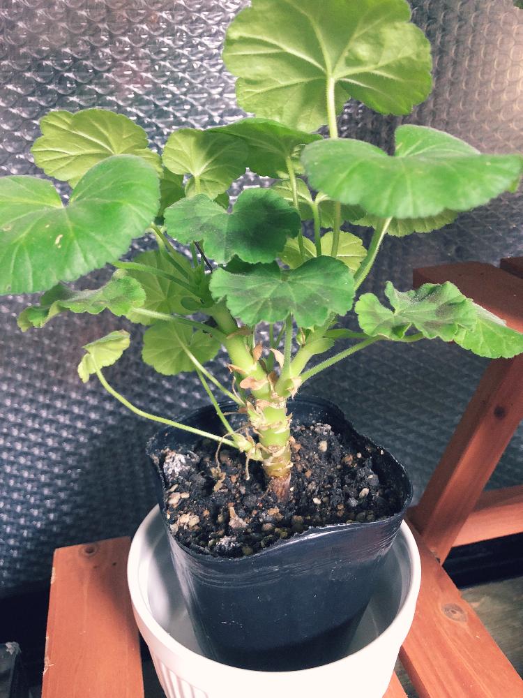 部屋の画像 by Scarletさん | 部屋と植中毒とわが家の観葉植物❢とゆっくり成長と観葉植物買ってきた❣️