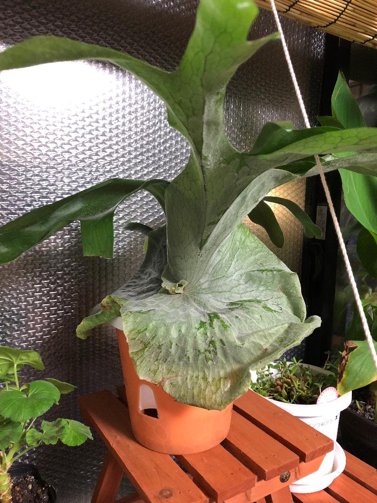 部屋の画像 by Scarletさん | 部屋とわが家の観葉植物❢とオススメとコウモリラン❣️とコウモリラン初心者と相談とゆっくり成長