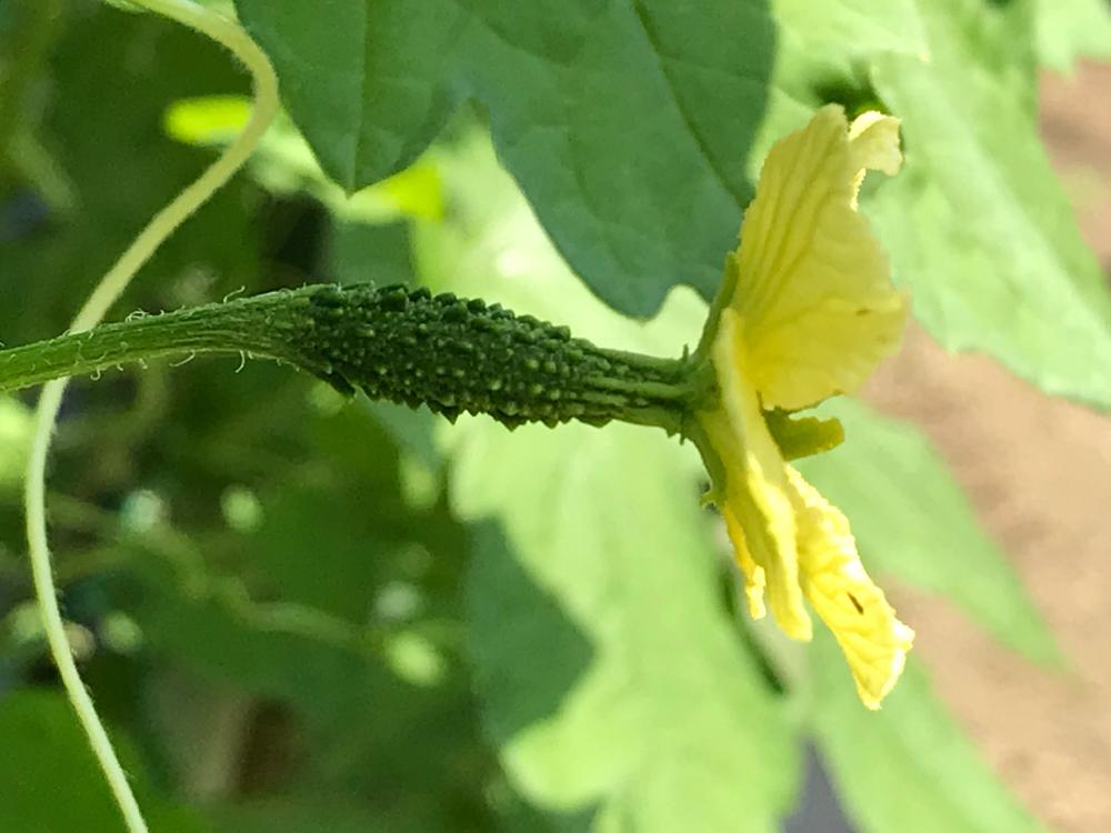 畑の画像 by haluさん | 畑とゴーヤーと食べる楽しみと家庭菜園とおいしいと畑しごとと花のある暮らしと夏野菜