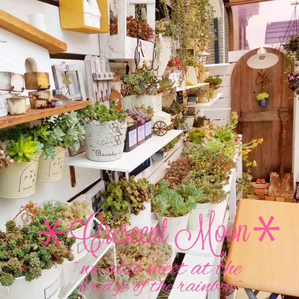 棚の画像 by *☆三日月☆*さん | 棚と多肉植物とHTCと多肉棚DIYとドアDIYと寄せ植えと多肉のある暮らしと雑貨好き♡と多肉色物とリメ缶・リメ鉢と多肉色々~☆と多肉多肉多肉とせダム色々♡と『初夏グリーンデコ』コンテスト