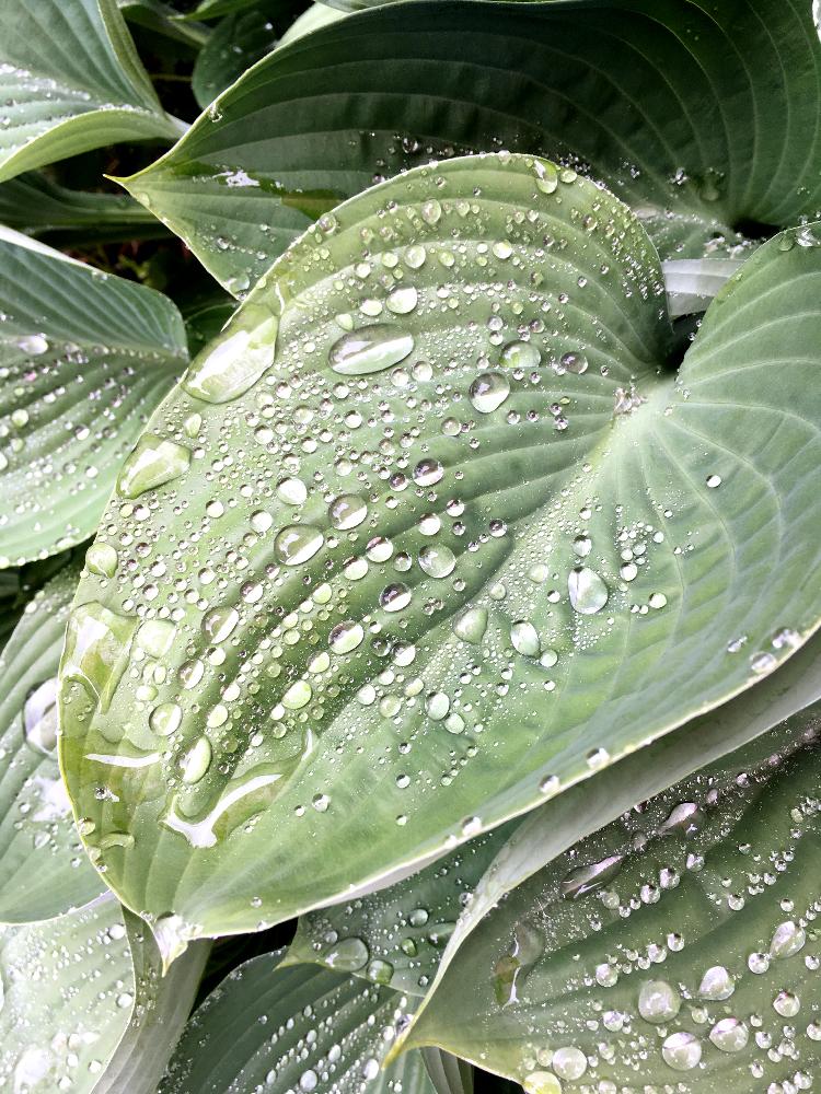 お出かけ先の画像 by Polcoさん | お出かけ先とギボウシ(ホスタ)と観葉植物と雨に輝くとGS映えとGS日和とよその庭木