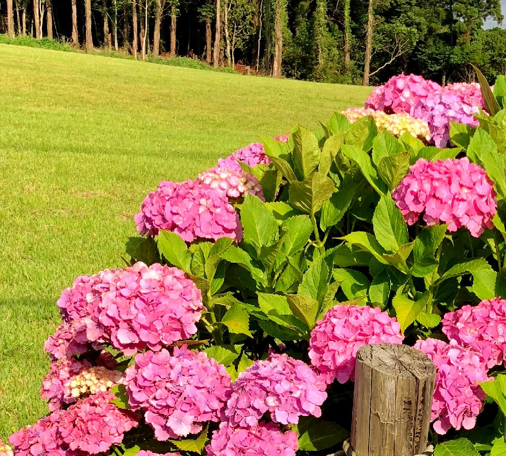 お出かけ先の画像 by Babysberathさん | お出かけ先と紫陽花と太陽の光を浴びてとおひさまとお花