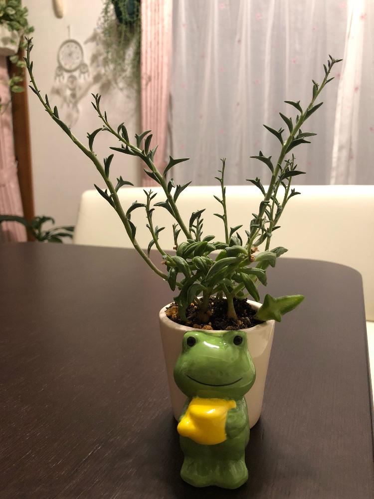 インテリアの画像 by 空花さん | インテリアと多肉植物いろいろと名前を教えて!とドルフィンネックレスと多肉植物と癒しの植物と観葉植物とGS映え