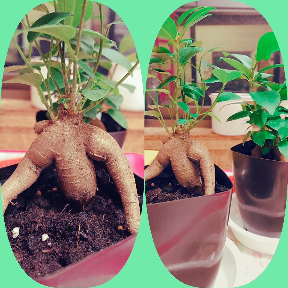寝室の画像 by ♡まみ♡さん | 寝室とガジュマルとマッチョとダイソー産ガジュマルとガジュマル大好きと大事にするぞと ガジュマルと腕立て伏せとGS映えと植中毒とタニラーと癒し…♡と花のある暮らしと家庭菜園奮闘日記とダイソー出身とバルコニスト