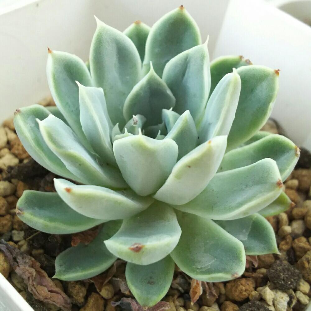 バルコニー/ベランダの画像 by Succulent so cute ♥さん | バルコニー/ベランダと名前を教えて!とsucculent so cute ♥とcute ♥ 名前がわかりません
