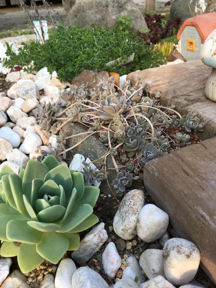 の画像 by りょーちゃんさん | 名前を教えて!と地植えとロックガーデンと多肉植物
