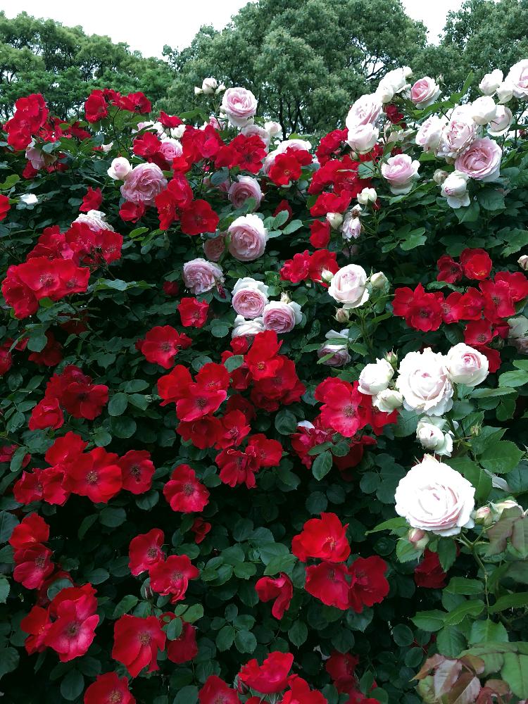 お出かけ先の画像 by mineさん | お出かけ先とばら 薔薇 バラとばら バラ 薔薇とバラ・ミニバラ