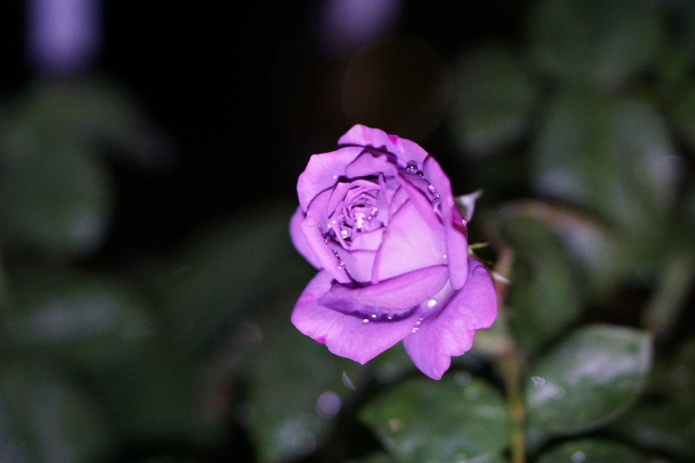 バルコニー/ベランダの画像 by wataru3さん | バルコニー/ベランダと薔薇☆と薔薇♡と薔薇愛同盟と薔薇に魅せられてと薔薇カインダーブルーと薔薇カインダーブルと薔薇たちと花のある暮らしとお花のある生活と薔薇が素敵と薔薇♪とばら 薔薇 バラとバラ、バラ、バラとバラ 四季咲きとバラ薔薇ばらら~❤️とバラカインダーブルーと紫の薔薇と薔薇の花