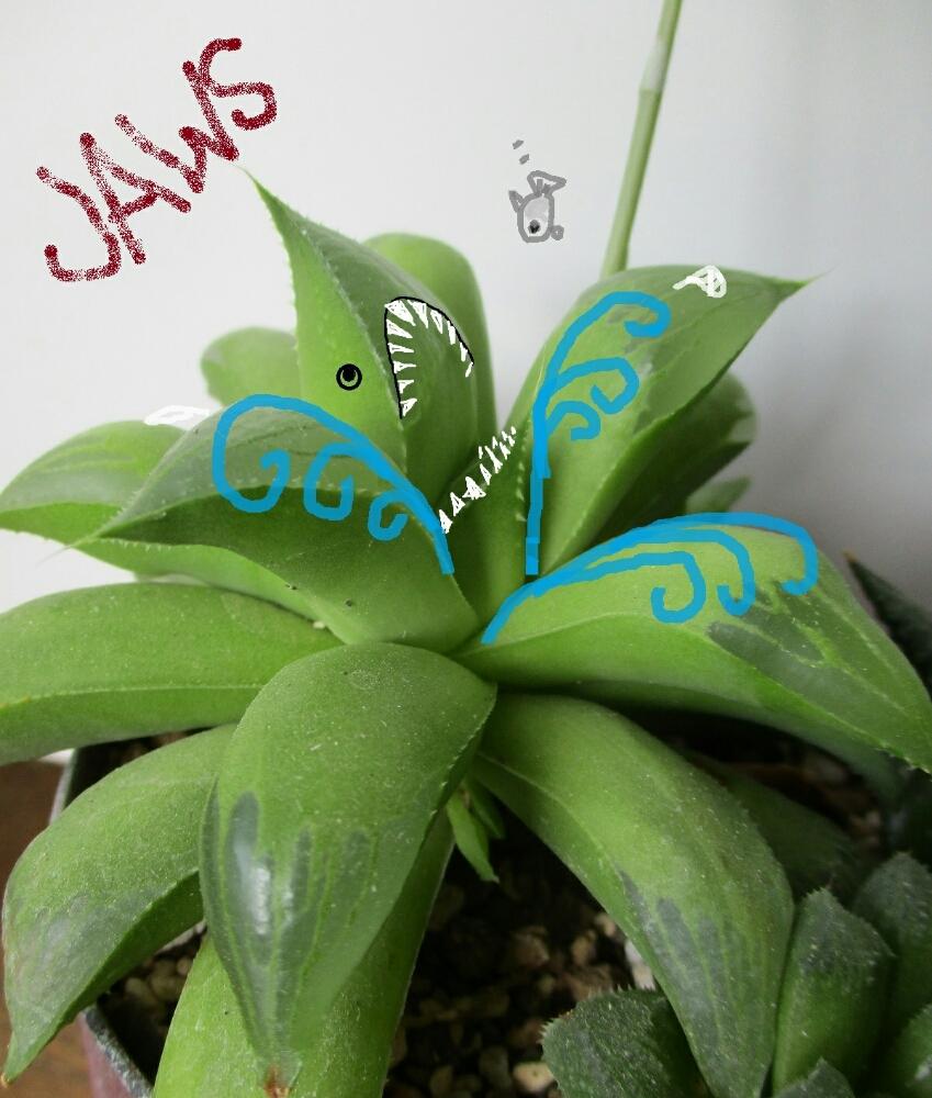窓辺の画像 by カイルさん | 窓辺と多肉男子と多肉植物とクラブ月世界とルルの仕事!?
