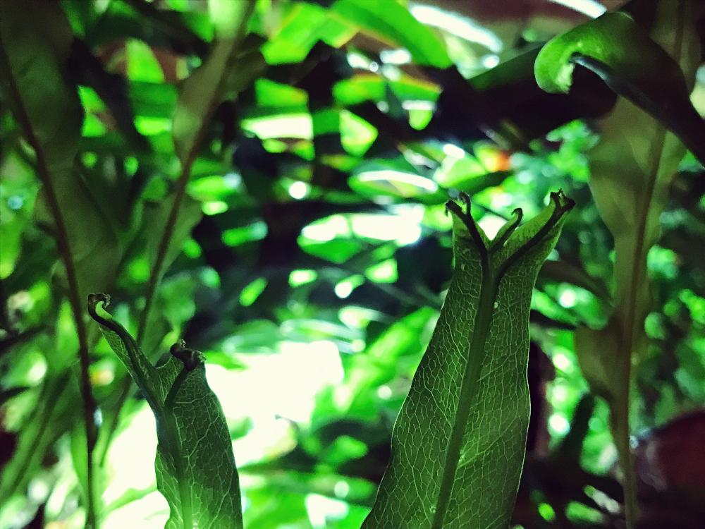 部屋の画像 by ナツさん | 部屋とドリナリアとマイ・コレクションと着生植物と胞子葉と観葉植物と植物のある暮らしとボタニカルライフとウラボシ科とGS映えとGS日和と植中毒と今日の一枚とナチュラルスタイルとガーデニングとシダ植物と珍奇植物と葉脈フェチと熱帯植物とアウトドアリビングとビザールプランツとインテリアグリーン