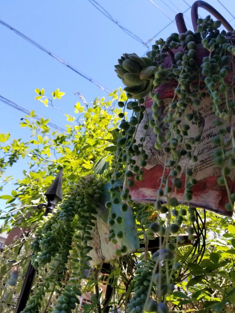 小さな庭の画像 by jun♡bbさん | 小さな庭とビアホップ とグリーンネックレスと多肉植物とHTCとスマホ撮影とキュンキュン乙女倶楽部とニコちゃんファン倶楽部❣️といつもありがとう♡とGS映えとGS日和と今日の1枚と癒しの空間と小さな幸せ♡とタニラーと200万枚記念!テーマ別記念フォトコンテストと青空とコラボシリーズとお空で繋がってるとリメ缶