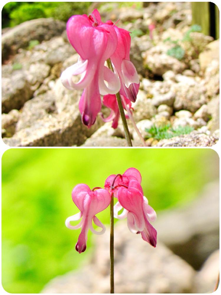 お出かけ先の画像 by PT_yamahiroさん | お出かけ先とコマクサと花まっぷと六甲高山植物園と赤色の花と山野草と花壇と公園とフラワーとGS映えとGS日和と植中毒と花言葉とお花畑 と花好きと花のある暮らしとお花と小さな花とお花好きと高山植物類