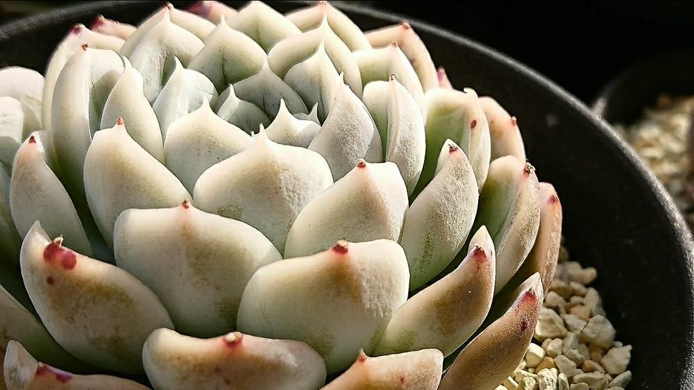 バルコニー/ベランダの画像 by ひろさん | バルコニー/ベランダとメキシカンスノーボールと多肉植物と多肉男子と植物のある暮らしと日照台と多肉のある暮らしと植中毒とエケベリア属と我が家のガーデンと白系多肉と俺の多肉植物