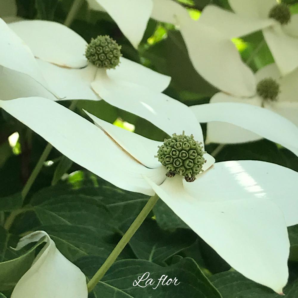 お出かけ先の画像 by la florさん | お出かけ先とヤマボウシとNo filterとHappy colorとHealingと心と身体をつなげると疲れを癒すとあなたの今日の気分は何色?とSin filtoroとバランスを取り戻すとHealing flowerとFlower powerと花のある暮らしとgreenとColorfulとColor healing