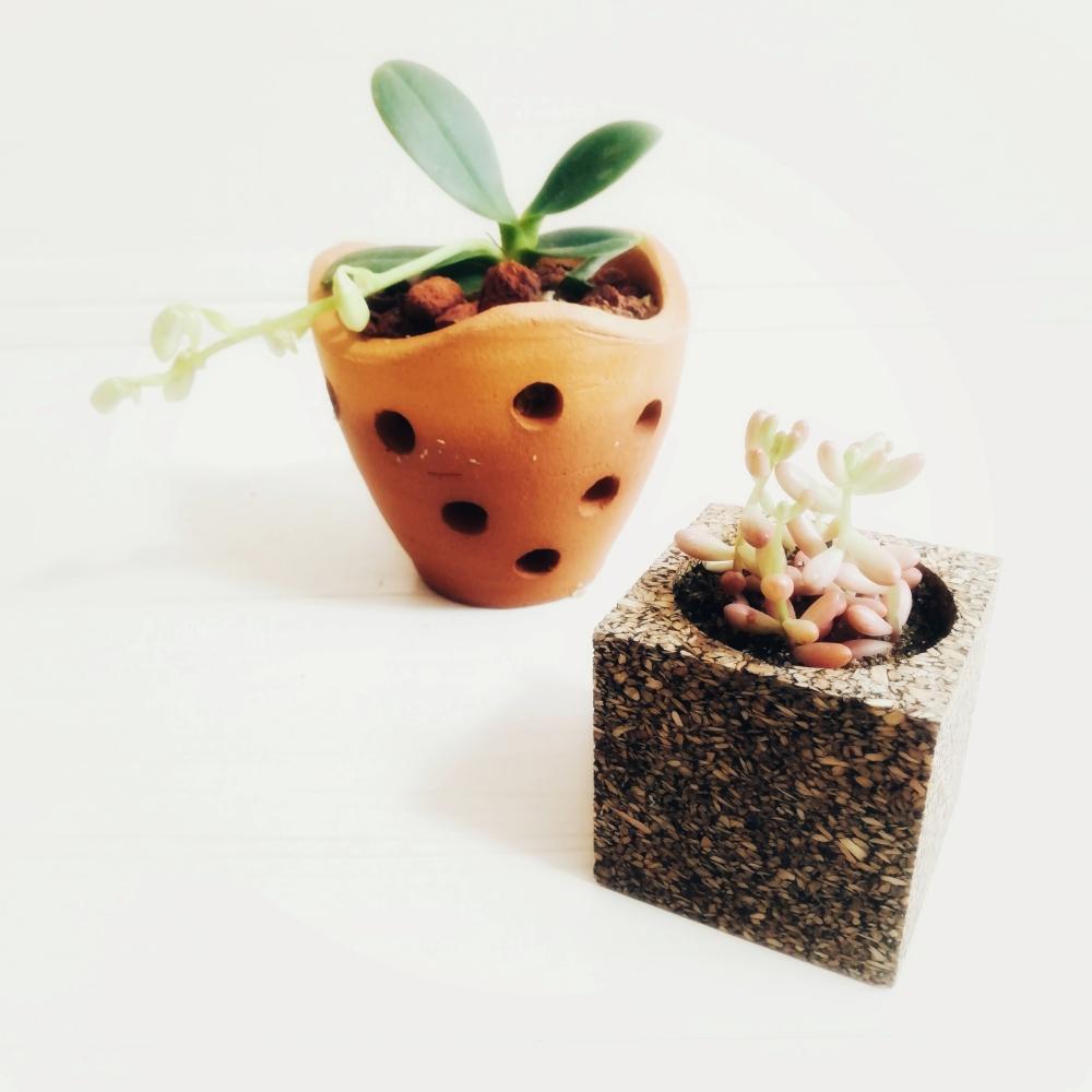部屋の画像 by 古典植物女子さん | 部屋と多肉植物とボタニカルと観葉植物とボタニカルライフと雨に輝くとグリーンインテリアとセッコク 長生蘭とベランダガーデニングと日本の伝統とウォールハンギングとエンジョイボタニカルライフとGS映えとインテリアと植物とGS日和とプラントハンガーと古典植物と200万枚記念!テーマ別記念フォトコンテストとDIYと伝統園芸植物とガーデニングと花のある暮らしとかわいいと風蘭☆とインテリア雑貨と『初夏グリーンデコ』コンテストとインテリアグリーンとバルコニスト