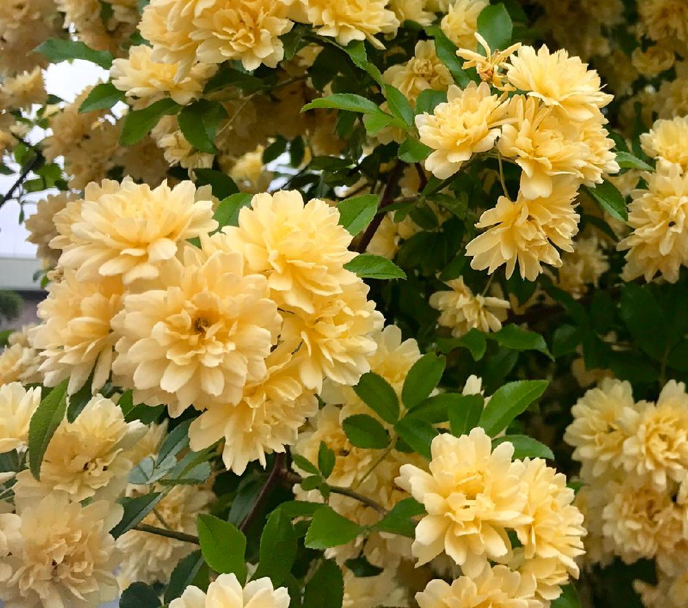 フェンスの画像 by Elenitaさん | フェンスと木香薔薇と小さな小さな庭と花のある暮らしと雨に輝くとバルコニスト