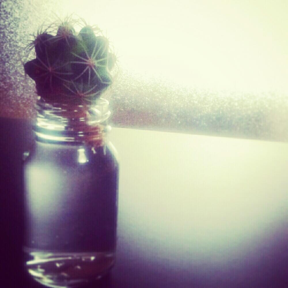 窓辺の画像 by jjさん | 窓辺とサボテン科とcactusとトゲトゲとサボテン☆とボタニカルライフと多肉植物とサボテンと200万枚記念!テーマ別記念フォトコンテスト