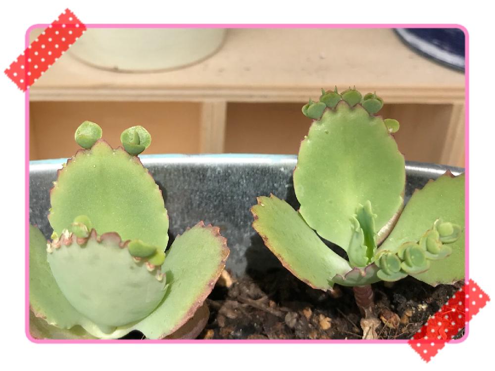 小さな庭の画像 by くまっころさん | 小さな庭と多肉植物と子宝草☆と眺めて幸せと癒しと植中毒と可愛い多肉ちゃん❤︎と多肉女子とタニラーと可愛いと花のある暮らし