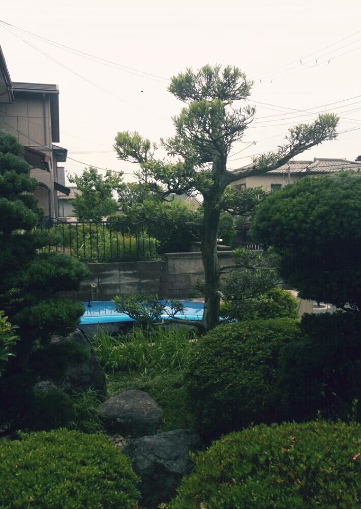 和室の画像 by あすかルビーさん | 和室とゴヨウマツとイヌマキと庭仕事日和と植中毒と強剪定