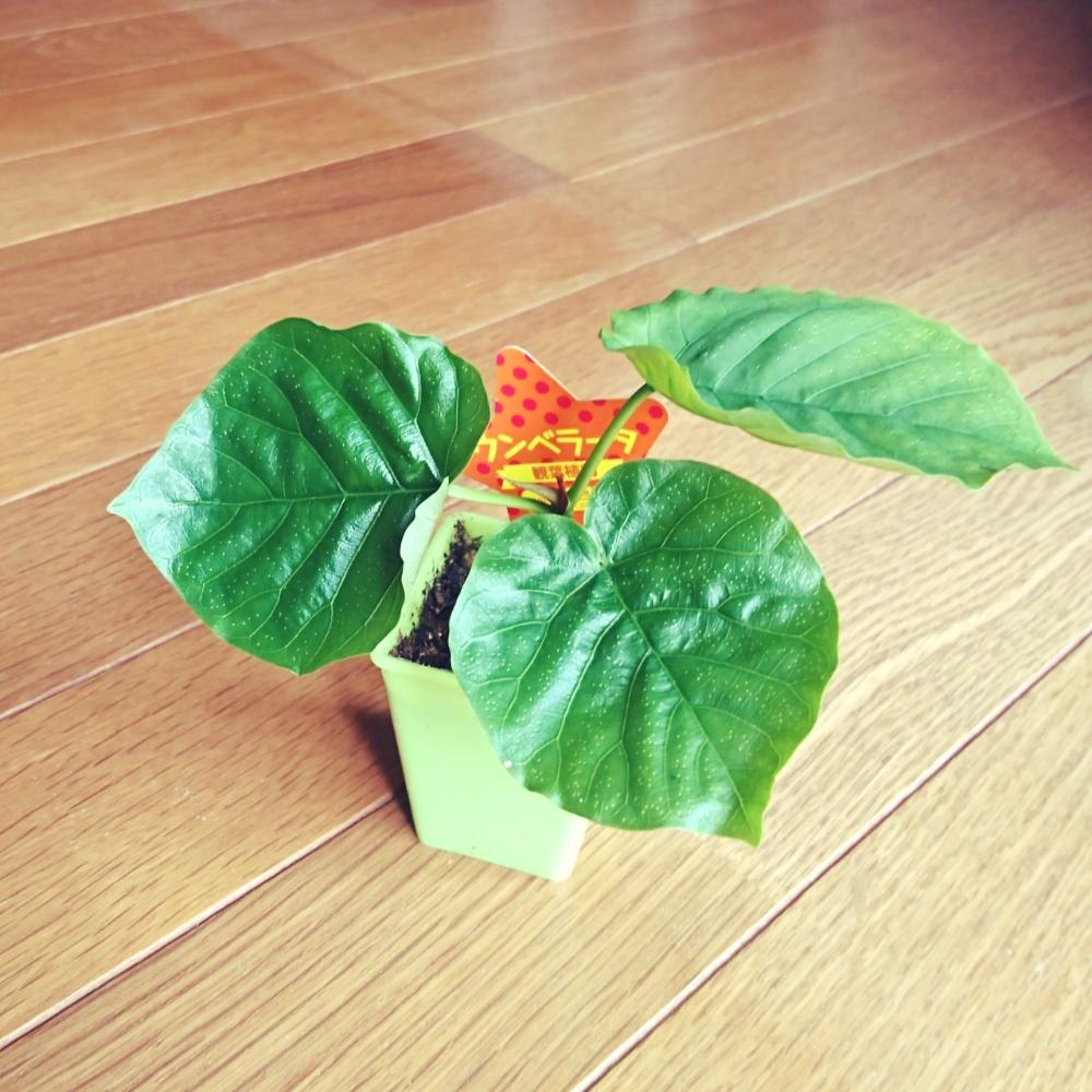 部屋の画像 by まこ☺︎さん | 部屋とウンベラータと観葉植物とダイソー産とダイソーと100均