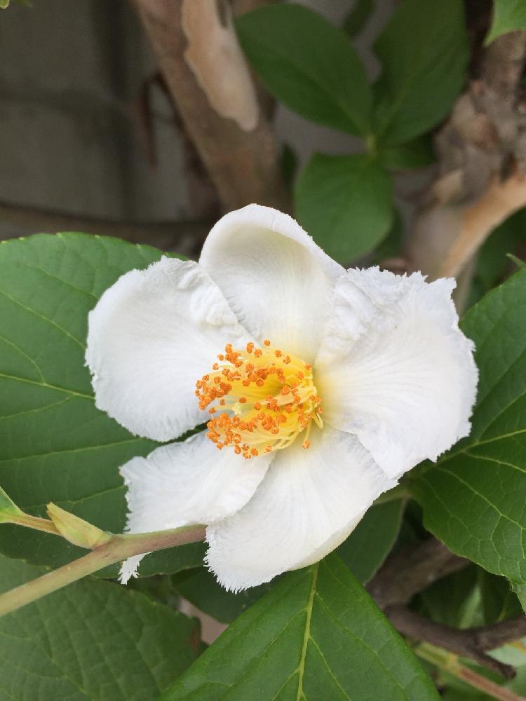 お出かけ先の画像 by アマリリスさん | お出かけ先とナツツバキの花と花のある暮らしとかわいい花とお花大好きとお花の好きな人と繋がりたい