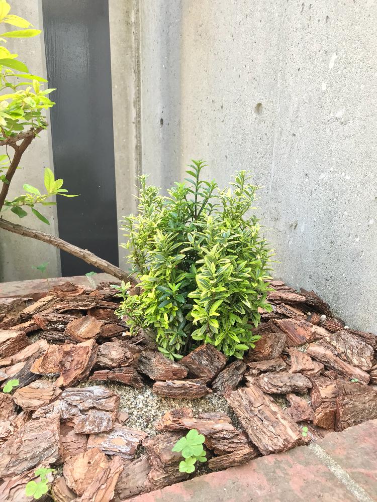 小さな庭の画像 by gmさん | 小さな庭と名前を教えて!とみどりのある暮らしとわが家の観葉植物❢と我が家の花壇と花のある暮らしと小さな庭❀とバルコニスト