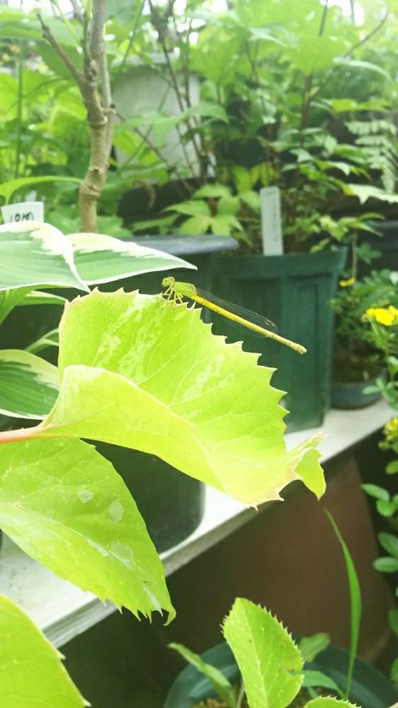 お出かけ先の画像 by crazypig405さん | お出かけ先と斑入りアジサイとNO GREEN NO LIFEと観葉植物とボタニカルライフとエンジョイボタニカルライフと古典園芸とno green no lifeとエンゲイ係数高めと植中毒と古典植物と古典園芸植物と斑入り葉っぱと珍奇植物と斑入り。と斑入り愛好家とシボラー