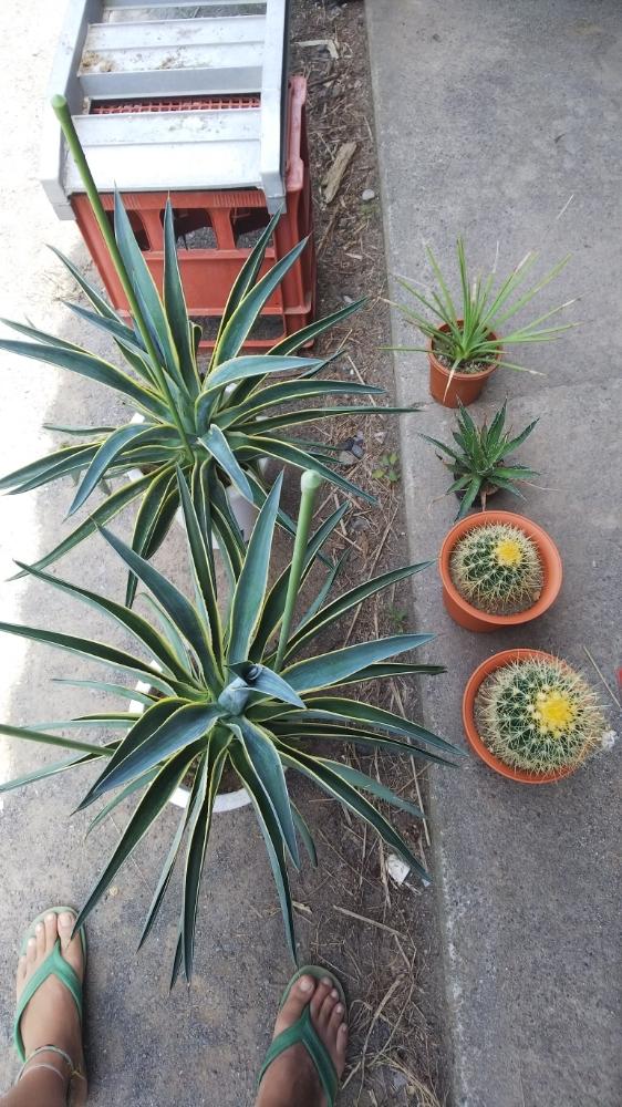 小さな庭の画像 by さとしさん | 小さな庭とメキシカン!と多肉植物とみどりのある暮らしとサボテン科とトゲトゲと観葉植物と金鯱!!と自己満足と植え替えと植中毒と多肉植物とサボテンとタニラーと鉢植えと花のある暮らしとアガベ属