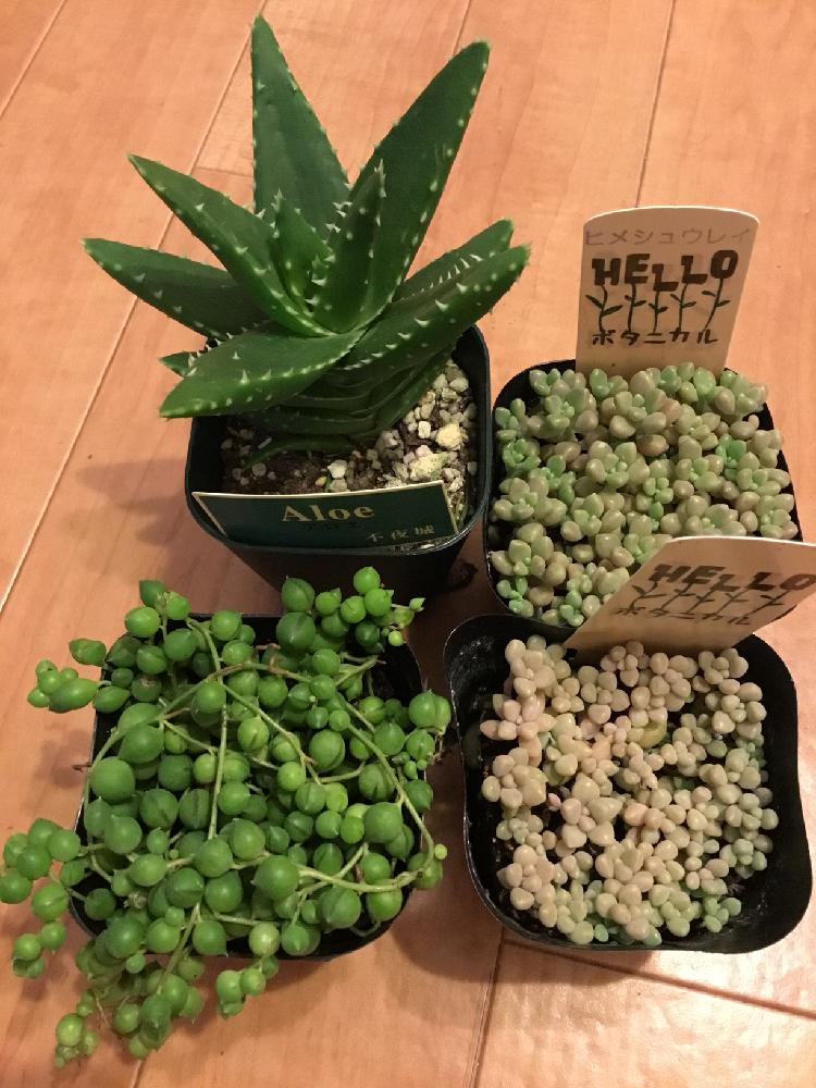 部屋の画像 by emiさん | 部屋とグリーンネックレスと姫秀麗と不夜城と多肉植物と観葉植物と多肉のある暮らしと綺麗と可愛い〜♡とタニラーと花のある暮らしと多肉寄せ植えと多肉初心者とバルコニスト