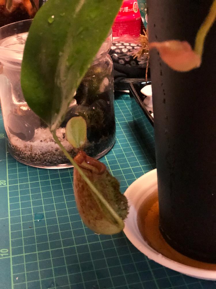 キッチンの画像 by 羽衣翔さん | キッチンとウツボカズラと苔も好きと観葉植物と食虫植物・ウツボカズラとシダ植物とバルコニスト